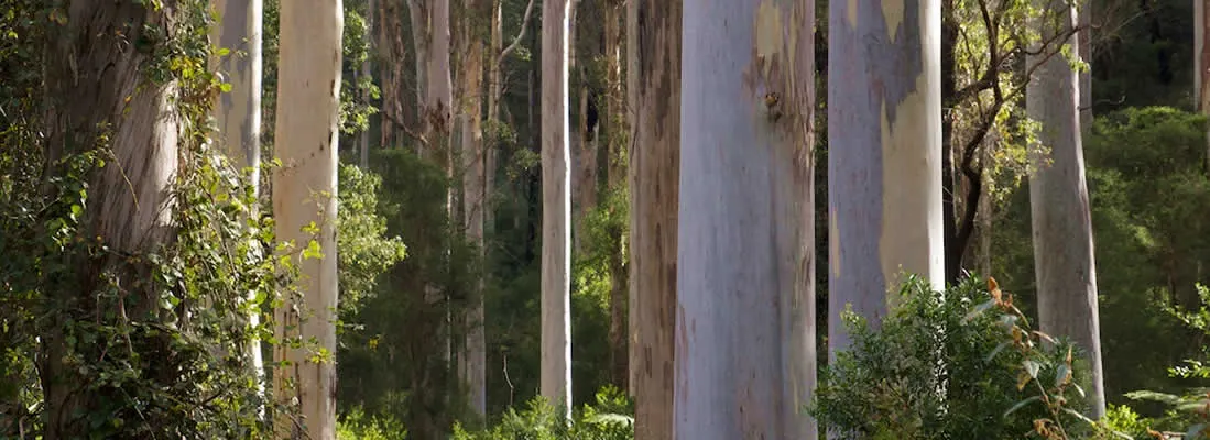 Native hardwoods from Northern NSW